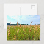 Goldenes Sommerfeld Postkarte (Vorne/Hinten)