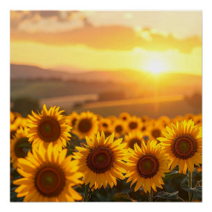 Goldenes Sonnenblumen-Sonnenuntergangs-Poster Poster