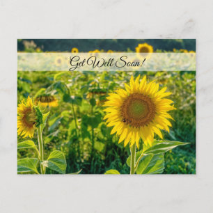 Goldenes Sonnenblumenfeld - bald wieder auf Postka Postkarte