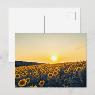Goldenes Sonnenblumenfeld bei Sonnenuntergang Postkarte