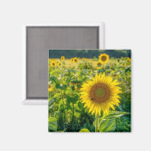 Goldenes Sonnenblumenfeld Magnet (Vorderseite/Rückseite)