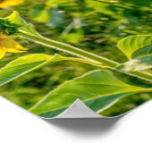 Goldenes Sonnenblumenfeld Poster (Ecke)