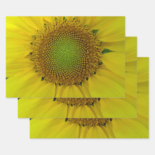 Goldenes Sonnenblumenverhältnis Geschenkpapier Set