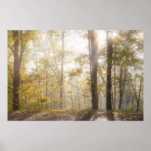 Goldenes Sonnenlicht durch Herbstbäume Poster (Vorne)
