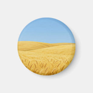 Goldenes Weizenfeld unter blauem Himmel Magnet