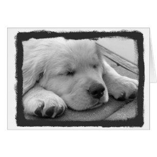 Goldenes Welpen-Schlafen