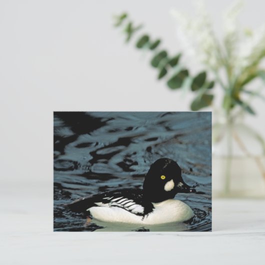 Goldeneye Duck Postkarte (Stehend Vorderseite)