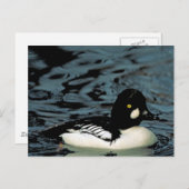 Goldeneye Duck Postkarte (Vorne/Hinten)