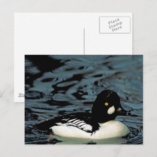 Goldeneye Duck Postkarte (Vorne/Hinten)