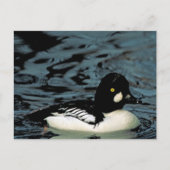 Goldeneye Duck Postkarte (Vorderseite)
