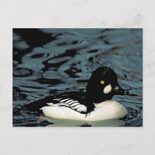 Goldeneye Duck Postkarte (Vorderseite)