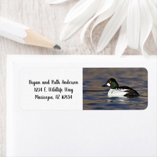 Goldeneye-Ente (Insitu)