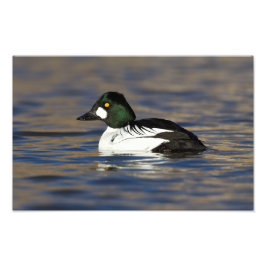 Goldeneye-Ente Fotodruck