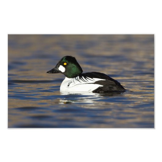 Goldeneye-Ente Fotodruck (Vorne)