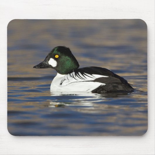 Goldeneye-Ente Mousepad (Vorne)