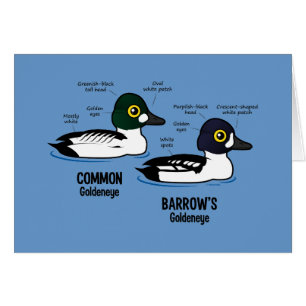 Goldeneye gegen Goldeneye