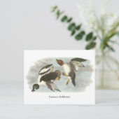 Goldeneye, John Audubon Postkarte (Stehend Vorderseite)