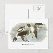 Goldeneye, John Audubon Postkarte (Vorne/Hinten)