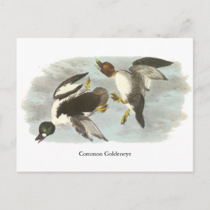 Goldeneye, John Audubon Postkarte