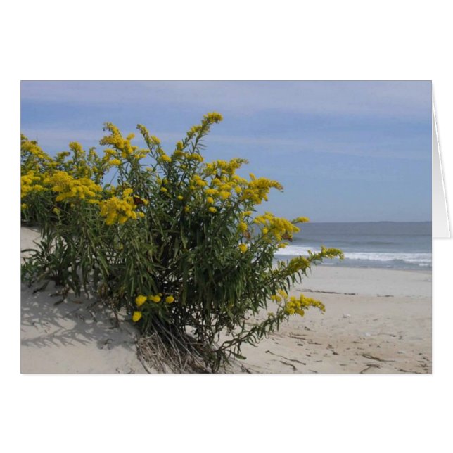 Goldenrod am Meer (Vorderseite (Horizontal))