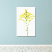 Goldenrod-Blume (Solidago juncea), Nordamerika Leinwanddruck (Insitu (Holzboden))