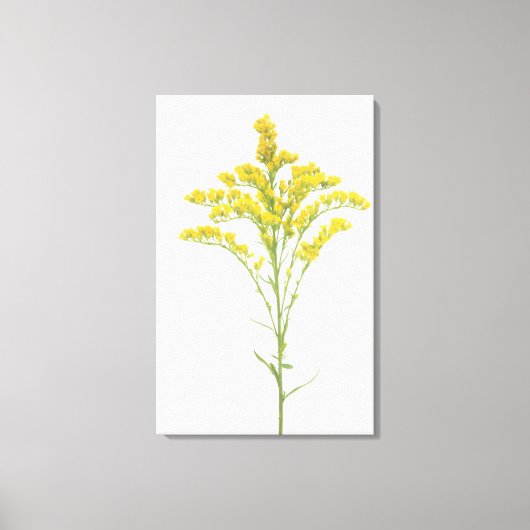 Goldenrod-Blume (Solidago juncea), Nordamerika Leinwanddruck (Vorderseite)
