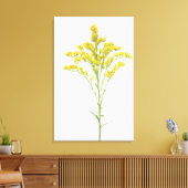 Goldenrod-Blume (Solidago juncea), Nordamerika Leinwanddruck (Insitu (Wohnzimmer))