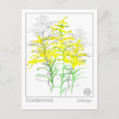 Goldenrod Materia Medica Monograph Kräuterstudie Postkarte (Vorderseite)