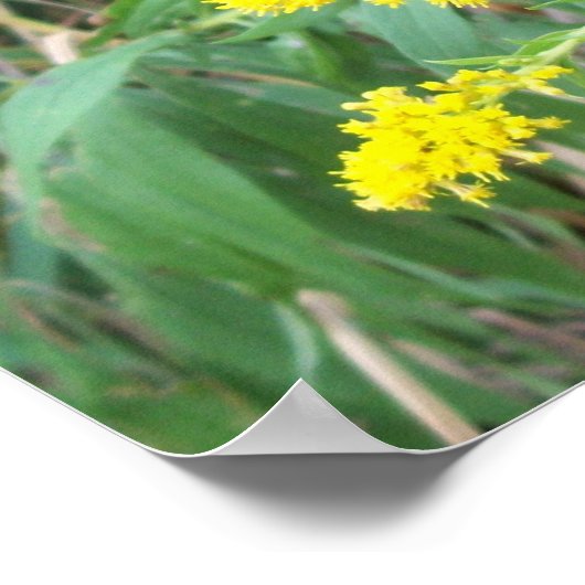 Goldenrod mit Butterfly Poster (Ecke)