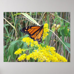 Goldenrod mit Butterfly Poster