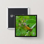 Goldenrod Soldier Beetle Button (Vorne & Hinten)