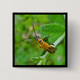 Goldenrod Soldier Beetle Button