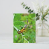 Goldenrod Soldier Beetle Postkarte (Stehend Vorderseite)