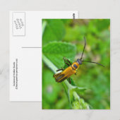 Goldenrod Soldier Beetle Postkarte (Vorne/Hinten)