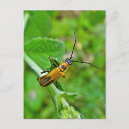 Goldenrod Soldier Beetle Postkarte (Vorderseite)