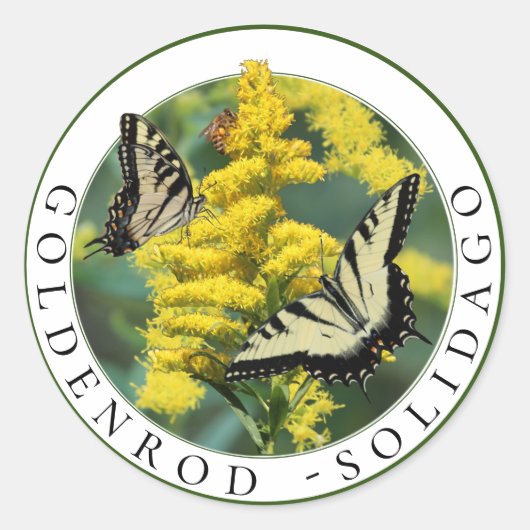 Goldenrod Solidago und Tiger Frack Butterfly Runder Aufkleber (Vorderseite)