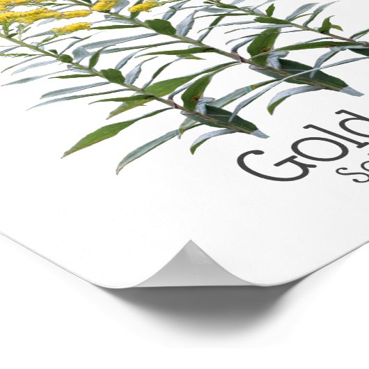 Goldenrod Solidago Wildblume und Bestäuber Poster (Ecke)