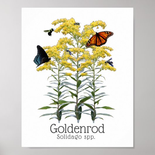 Goldenrod Solidago Wildblume und Bestäuber Poster (Vorne)