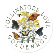 Goldenrod Solidago Wildblume und Pollinatoren
