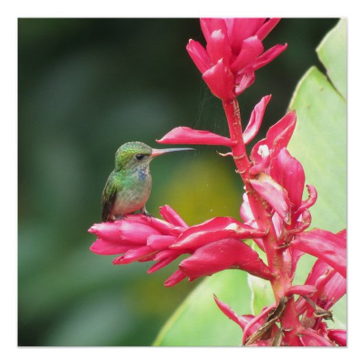 Goldentail Hummingbird-Foto Poster (Vorderseite)