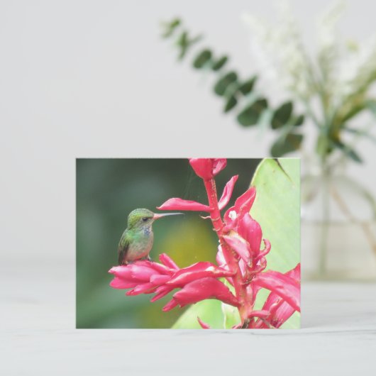 Goldentail Hummingbird-Foto Postkarte (Stehend Vorderseite)