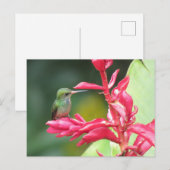 Goldentail Hummingbird-Foto Postkarte (Vorne/Hinten)