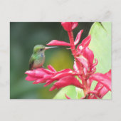 Goldentail Hummingbird-Foto Postkarte (Vorderseite)