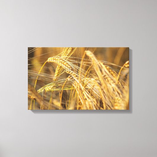Goldfeld (Weizenohren) Leinwanddruck (Vorderseite)