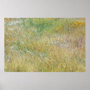 Goldfelder und Gras Poster