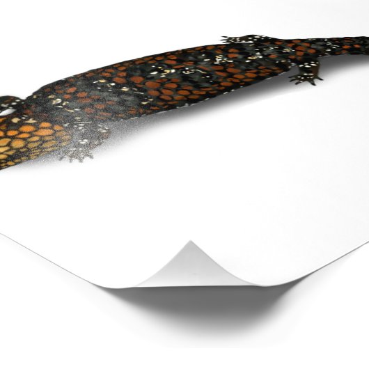 Goldfields Shingleback Lizard Print Fotodruck (Ecke)