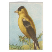 Goldfinch (Vorne)