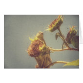 Goldfinch (Vorderseite (Horizontal))