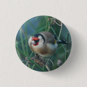 Goldfinch-Abzeichen Button