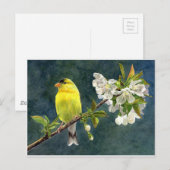 Goldfinch and Cherry Blossoms Postkarte (Vorne/Hinten)